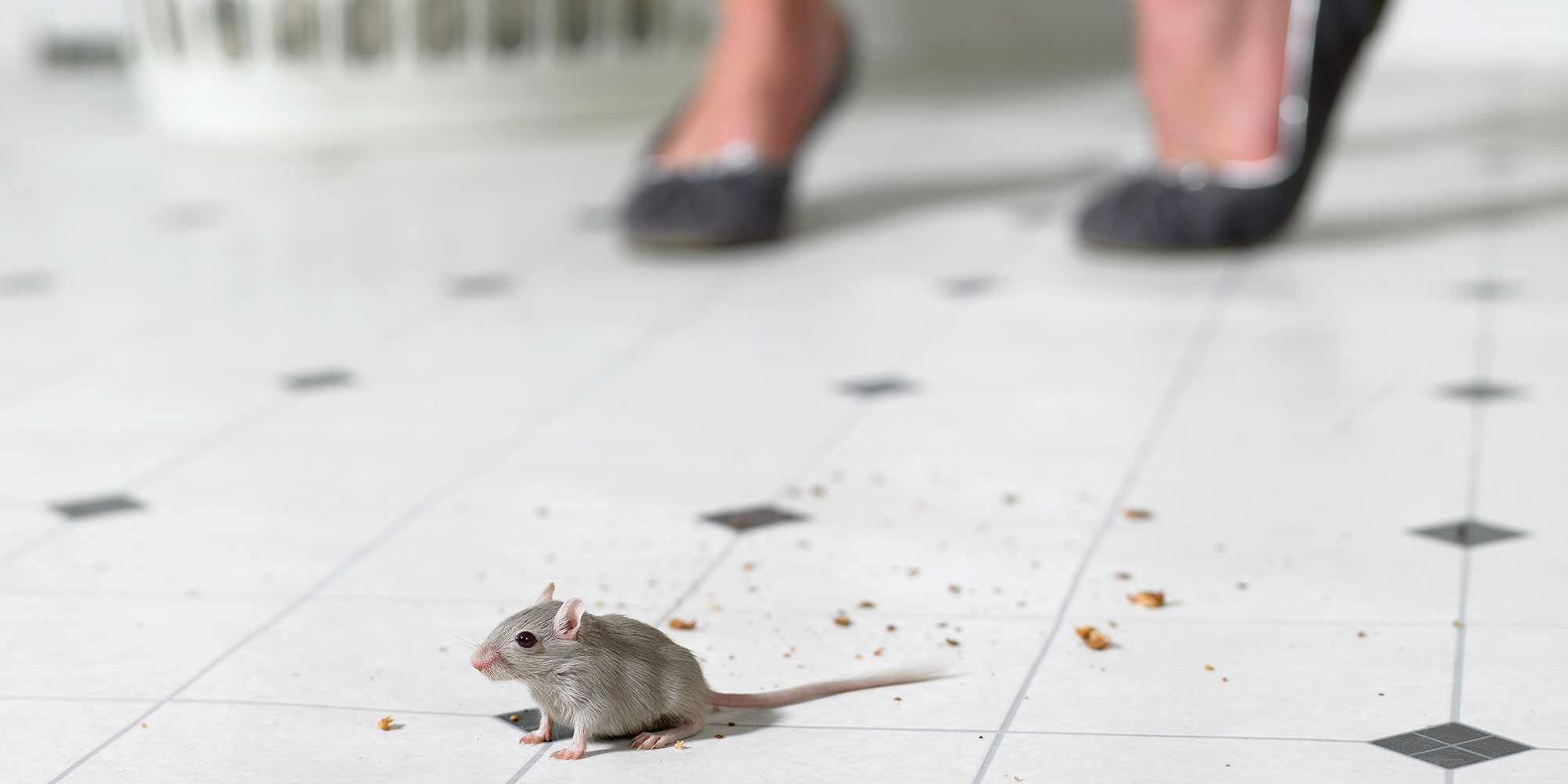 Mouse in the house