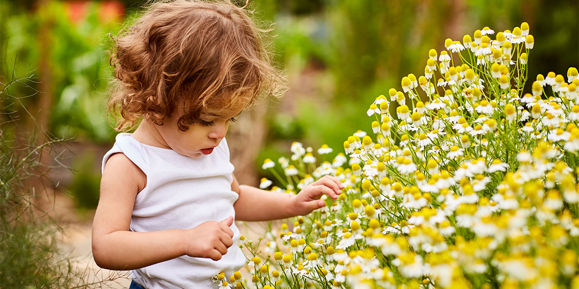 Toddler looking at daisies